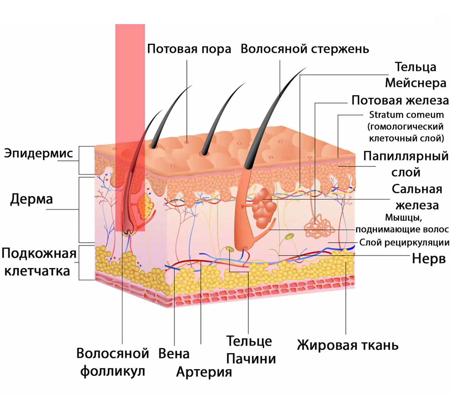 Заголовок
