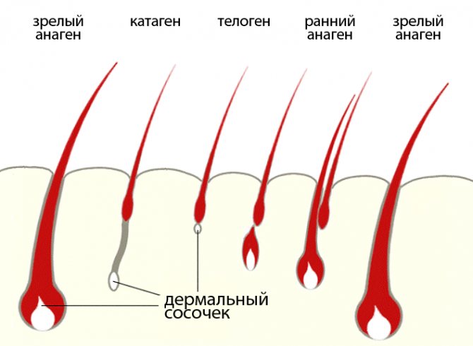 Заголовок
